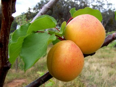 Apricot
زردالو
Zardaloo
زردالو یک میوہ ات، کہ بلوچستان ءِ گوریچانی نیمگ ءَ پیداک بیت ۔ زردالو درچک مزن بیت ءُ زمستان ءَ وتی تاکاں چنڈیت چہ پُل ءَ بندات کنت۔ اے اسپیتیں پُل پر کنت بلے پُل ءِ تہی نیمگ سُہر بیت ۔ اشیے میوہاں ترّی ءَ ورانت بلے گیش تر انت گڈاں ایشاں چو ناہ ءِ وڈا ھُشک کن انت کار مرز کن انت۔
