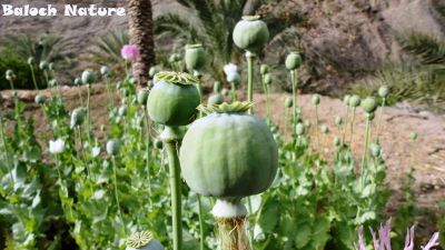 Papaver paeoniflorum
اشاش
Ashaash
اشاش ءَ چہ اپین بزاں تریاک دگہ توتار کنوکیں چیز جوڑ کنگ بیت ۔ تریاک ہم ءَ درمان ءَ گوش انت کہ درد ءِ اگاں انسان ءَ بہ گپت، گڑا تو تریاک ءِ دیگ ءَ آئیے درد ایرموش بیت ءُ دردے ہچ سما ئے نہ بیت، بلے مرچاں چریشیا سل کاریاں بزاں نشہ ءِ باز درمان جوڑ کن انت ۔ کہ انسان ءِ واستہ باز تاوان انت۔ 

