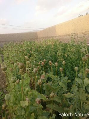 Papaver paeoniflorum

اشاش
Ashaash
اشاش ءَ چہ اپین بزاں تریاک دگہ توتار کنوکیں چیز جوڑ کنگ بیت ۔ تریاک ہم ءَ درمان ءَ گوش انت کہ درد ءِ اگاں انسان ءَ بہ گپت، گڑا تو تریاک ءِ دیگ ءَ آئیے درد ایرموش بیت ءُ دردے ہچ سما ئے نہ بیت، بلے مرچاں چریشیا سل کاریاں بزاں نشہ ءِ باز درمان جوڑ کن انت ۔ کہ انسان ءِ واستہ باز تاوان انت۔ 

