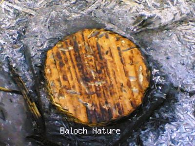 Balochi Classic Bread with fish
Ashpoht
اِشپُھت

