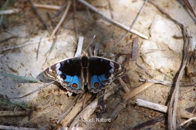 Butterfly Blue Pansi
Sabzin Aazmani Mollahok
سبزیں آزمانی مُلّاہُک
سبزیں آزمانی مُلّاہُک یا پاتو بلوچستان دست کپیت اے گیشتر کشارانی تہا گردیت اے باز ڈولدار انت اشیے بانزُل سیاہ او آزمانی رنگانی نقش انت - چمیشکا اے مُلاھُکا یا پاتو ا سبزیں آزمانی ملاھُک گوش انت -۔
