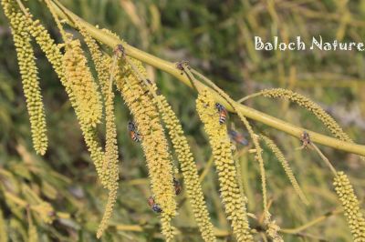 Prosopis juliflora
Babbor borr o Benag magisk
ببّرے بُر ءُ بینگ مگسک
ببّر ءِ درچک ماھول دوسیں درچک ءِ ۔ اشیا یک درچکے بہ بیت پدا باز درچک کش ءُ  گوراں رودیت ۔ بلوچستان ءَ جنگل نہ بوّگے برابر انت ۔ بلے اگاں بلوچتان ءِ وڈ  ءُ ریکپادیں ھند و دمگاں ببّر کشگ بہ بیت بلوچستان ءِ بیگواہیں موسم پدا زاہری کن انت ، بلے اے تک ءَ تنیگاھچ ھکومتاں   ھیال گور نہ کُتگ
