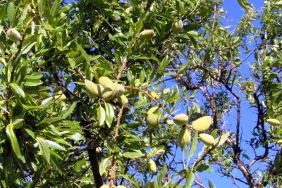 Almond
بادام
Badaam
بلوچستان ءِ آب ءُ ھوا بزاں موسم پہ دگنیائے ہمک درچک ءُ دارانی واستہ بے مٹ ءُ بےدرور انت ۔ بادام بلوچستان ءِ بالائی ھند و دمگاں شرریں وڑیا پاگ یا بر دنت۔ بادام دگنیائے گران کیمتیں ھُشکاوگیں میوہاں چہ یک ات٫ ایشے لوٹ مدامی است انت ۔ چہ بادام ءَ چہ ٹیل ہم کش انت۔ دگہ بازیں کاراں کارمرز کن انت۔

