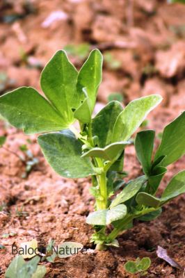 Vicia faba or Faba bean
Bakalaink
باکلینک
بانکلینک بلوچانی کوھنیں کشارے، باز نازرکیں پسل ء 5 فٹ ء برز بیت - اشیا نومبرا کش انت او مارچ ء گڈسرا موش کن انت - بانکلینک نازرکیں کوسرکاں نارُشت کن انت وھدے ھشک بنت گڈا اشیا ڈلوک ء سرا ڈل انت او نارُشت کن انت - او آمین ء درگتا کوّل کن انت ناہے گونا ورنتے اے ھمک ّوھدا کار دنت -۔
ادا باکلینک نوک کش انت ۔
