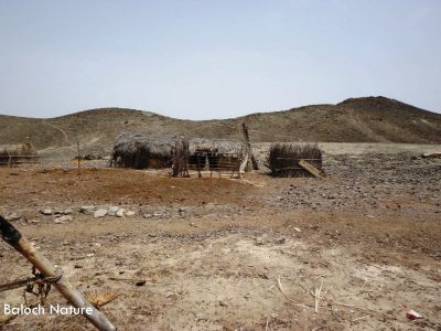 Baloch Hut on mount 
بلوچ میتگ ماں کوہ ءِ لمب ءَ
Baloch metag man koh e lamba
اے اکس ءَ چہ مالوم بیت کہ بلوچ میتگ چنچوک پدمنتگ انت ، پس ءُ گوکانی بنجاہ لوگ ءِ پیژگاہ ءَ انت۔ البت کوہ لمب ءَ چہ اے جاگہ باز ڈولدار انت ۔
