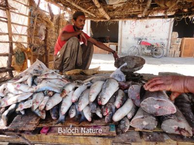 A fish shop
بلوچانی ماھیگ
Balochani Maheeg
ادا ماھیگ پہ بہا کنگ ءِ واستہ ادا ایر انت۔ ادا ماھیگاں پہریزگ ءِ واستہ ھچ وڑیں آسرات نیست۔ چار کرز اڈل داتگ انت ءُ ماھیگ ءِ دکاں جوڑ بوت ۔ 
