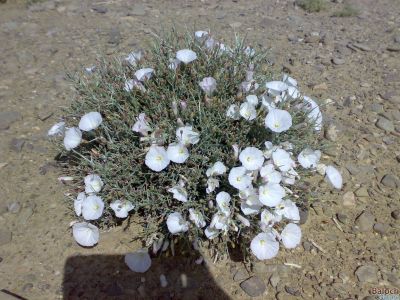 Convolvulus ulicinus
ڈوُلکو
ڈوُلکو کسانیں بُوٹگے کہ گیشتر ڈل دیماں رودیت - اسپیتیں گرد گردیں پُل پر کنت - گیشتر سباہانی سرا پُل جنت - بلے نیمروچ ء پُل گار بنت - چمیشکا بلوچیا بتل ء استیں ' ڈولکو مبو ھوا مکن " م

