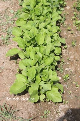Brinjal- Egg plant 
بٹٹاگی توموک
Battagi tomok
سبزی ءِ کشگ ءَ چہ پیش آیے توماں یک کسانیں بجن یا تل ءِ تہا چنڈ انت تنکہ برودنت۔ اے وھدے رُد انت ءُ بٹیرو بنت نوں ایشاں چداں چہ گواجنت ءُ دگہ جوڑ کتگیں ڈگارانی تہا کش انت ۔ تومُک کہ مزن بیت گڈا جلدی رُدیت ءُ زوت پاگ ءِ دئیگ بندات کنت ۔ اگاں توموک چماٹوک ءِ بہ بیت کہ بٹاگ ۔ بلے ادا بٹاگ ءِ توم پہ کشگ ءَ جاڑی انت۔
