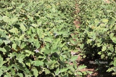 Brinjal - Egg plant
Battag
بٹّاگ 
بٹاگ یک سبزی ء کہ زمانگاں بلوچستان ء اشیے کشاورزی بوتگ - بٹاگ کسانیں بوٹگے کہ دراچیں او گردیں سیاہ رنگیں بر پر کنت ۔ بٹاگ ء وڑ وڑیں وراک جوڑ کن انت - بٹاگ تامداریں سبزی ات او بلوچستاں ہر وھدا ترا پہ نیادی ء پہ بہا دست کپیت - اے اکس بٹاگ ء درچک انت -۔

