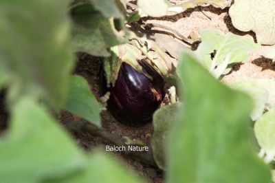 Brinjal - Egg plant
Battag e Barr
بٹّاگ ء برّ 

اگ یک سبزی ء کہ زمانگاں بلوچستان ء اشیے کشاورزی بوتگ - بٹاگ کسانیں بوٹگے کہ دراچیں او گردیں سیاہ رنگیں بر پر کنت ۔ بٹاگ ء وڑ وڑیں وراک جوڑ کن انت - بٹاگ تامداریں سبزی ات او بلوچستاں ہر وھدا ترا پہ نیادی ء پہ بہا دست کپیت - اے اکس بٹاگ ء بر انت کہ جمو رنگ انت-۔
