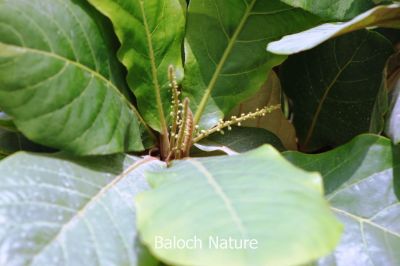 Terminalia catappa
Beddam
بدّام

بدّام یک ٹوہین نیبگی درچک ات - اگاں وشیں او آبادیں جاگہ کشگ بہ بیت گُڈ ا ہژدہ میٹر بُرز بیت اے پتنیں تاک پر کنت بلے زمستان ء تاک چنڈ بیت - اشیے میوہ زرد او سُہر بنت - اشیے پستک ء پروش انت مجگ ء ورنت کہ بادام ء تام کنت ۔ ادا بدّام نوکی پُل انت 
