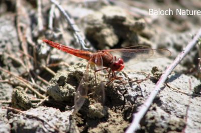 Dragon Fly
Perrik
پرّک
پرّک بلوچستان ء است بلے چُنت زات او چنت رنگ انت اے باز گرانیں گپ ء دگہ ملکاں پرّک او مُلاھُکانی زات او زُریات نام گشینتگ انت - بلے بلوچستان ء تنیگا چُشیں آسرات نیست کہ اے تک ء ھیال گور کنگ بہ بیت ۔ کسانیں زھگانی دلچسپی واستہ اگاں مارا گیشتر پرّک او مُلاھُک دست بہ کپیت گڈا ما نام ء ہم پر کنیں ۔ پرّک ء سرا دو گپ یا دو بتل است چوش کہ؛
مدگ ء نشانی پرّک انت ۔ 
بگر ڈے پرّکا ۔ ۔ ۔ ۔ ۔ ۔ ۔ ۔
