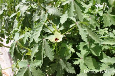 Okra . Lady's finger
Benda
بھنڈا
بھنڈا یک سبزی ات کہ گرماگے بندات ء بلوچستان ء کش انت او تانسریں گرماگا بر دنت - بھڈا باز وشّیں او تامداریں سبزی ات مرچاں بھڈا ء لوٹ باز انت - اے زردیں او ڈولداریں پُل ء پر کنت او اشیے دراۃین پُل بر بنت - بھنڈیے باز نمونہے نارُشت اڈ بیت -۔

