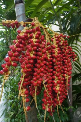 Betel nut with fruit
سوباری پپُک انت 
Sopadi papok ant
