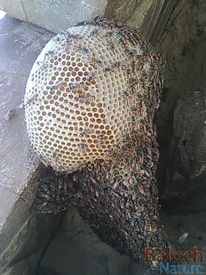 Honey of Balochistan
Benaag
بینگ
اے بینگ ے مُک انت - اشیے توکا بینگ بیزاں شہد مان بیت - بلے جہلی نیمگا آیے تکنُک انت کہ اشیے توکا بینگ مگسک چُک و بر کن انت - بلوچستان ء بینگ باز تام دار انت -۔


