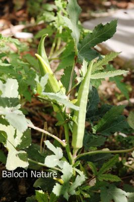 Okra. Lady finger
Bindi
بینڈا
بھنڈا یک سبزی ات کہ گرماگے بندات ء بلوچستان ء کش انت او تانسریں گرماگا بر دنت - بھڈا باز وشّیں او تامداریں سبزی ات مرچاں بھڈا ء لوٹ باز انت - اے زردیں او ڈولداریں پُل ء پر کنت او اشیے دراۃین پُل بر بنت - بھنڈیے باز نمونہے نارُشت اڈ بیت -۔
