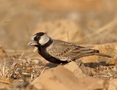 Black crowned Finch
کُلُک
Kolok
