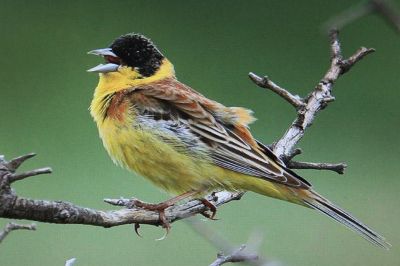 Black Hadded Bunting
Drochk
درُوچک
دُروچک چونایا روچدراتکی زرباری یوروپ ء مُرگ انت - بلے زمستان ء گوریچے کشّگے سوب ء یوروپ ء یل کنت او ھند ء رہادگ بیت - وتی سپرے درگتا بلوچستان مارچ ء پانزدہ ء کئیت او اپریل ء پانزدہ رند کم ترّات - بلوچستان دروچکے شکارا ہرکس کنت - پیسرا تلک ، گُلیر، پلیتگیں تپنگے شکار کتگ - بلے مرچاں چرّئی ٹکّوک ء سرا شکار کن انت - درچک باز ڈولداریں مُرگ ء - دروچک ء باز جاہا زردگور ہم گوشنت -۔
