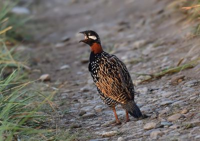 Black Francolin 

Seyah Gowarr
سیاہ گور
سیاہ گور باز ڈولداریں مُرگے کہ گیشتر بلوچستان ء کوری ھند و دمگانی گواشاں موجود بیت - سیاہ گور کپینجرے زاتیں نرین مُرگے - اشیے نیکینک ء شزّ گوشنت کہ ائے رند ایوکا ناسی انت - سیاہ گورے ڈولداری سے رنگانی بزاں سیاہ ، اسپیت او ناسی ء ہم دپی انت - سیاہ گور چو اے دگہ مُرگانی وڈا ناپید بوّان انت - س
