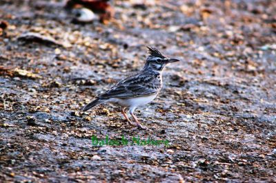 Crested Lark
Bolli
بُلی

بُلّی کسانیں مُرگے کہ گیشتر ماں کشاورزیں ڈگارانی ھند و دمگاں گندگ بیت - بُلّی ء باز جاہ ء چڑ بُلّی ، بُلّی چڑول ہم گوشنت - بُلّی اگاں ایوک بی بیت گڈ بُرزگیے سرا نیندیت او الہان کنت - اشیے آواز باز دوستناک انت - سُہبانی سرا ڈگارانی سرے وپتگیں مردمان چہ واب ء گوں وتی الہان ء پاد کنت  
     

 



