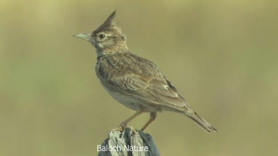 Crested Lark
Bolly
بُلّی
بُلّی کسانیں مُرگے کہ گیشتر ماں کشاورزیں ڈگارانی ھند و دمگاں گندگ بیت - بُلّی ء باز جاہ ء چڑ بُلّی ، بُلّی چڑول ہم گوشنت - بُلّی اگاں ایوک بی بیت گڈ بُرزگیے سرا نیندیت او الہان کنت - اشیے آواز باز دوستناک انت - سُہبانی سرا ڈگارانی سرے وپتگیں مردمان چہ واب ء گوں وتی الہان ء پاد کنت 
