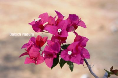 Bougainvillea
Bougainvillea
بوگن ویلیا
بوگن ویلیا یک ڈولداریں پلُ ء۔ مرچاں بلوچستان ہم است انت کہ باز مردمان وتی لوگانی دپ ء کشتگ انت - بلے نام ء نہ زانگے سسب ء سُہرپُل ء گوشنت چونایا اے سُہر پُل نہ انت ۔ ہمے نام ء یک جزیرہ ء است انت کہ اوشیانا زر ء توکا انت او اسٹرالیا ء روچدراتکی گوریچان ء کپیت ۔
