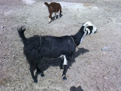 Goat
بُز
Bozz
ادا بُز جالگ انت ، بُزے جالگ یک کسانیں لوت یا پیلک ءِ بیت کہ پس ءِ ماھگ ءَ مان ءِ پوش انت تنکہ شنک بُز ءَ مہ مچیت۔ بیگا ءَ جالگ ءَ دور کن انت ءُ بُزا دوش انت، 

