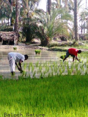 Cultivation of rice 
برنج ءِ تُمکار 
Brinj e tomkar 

