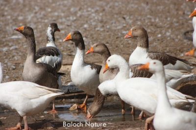 Ducks
گِسی بٹ
Gesi Batt

گسی بٹ یک ڈولداریں رامگیں مُرگ کہ مردم چو کُکّڈ ءِ پیم ءَ وتی لوگ ءِ دپ ءَ دار انت۔ بلوچستان گسی بٹانی لوگ ءِ دپ ءَ کم دار انت ۔
