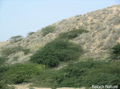 Balochistan landscape 
بلوچستان ءِ ندارگ
Balochistan e nadarag
اے جوانیں ندارگ بلوچستان ءِ لسبیلہ دیم پہ حب ءِ دگ ءِ کش ءُ گور انت ۔ ادا ترا ڈیڈار گندگ ءَ کاہنت کہ اے ھند ڈیڈارانی گڈڈِی جاہ انت ۔ 
