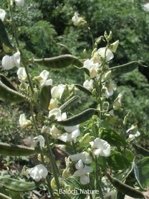 Hyacinth Bean

Waloor
والور
والور چونایا یک دھل ء ۔ بلے بلوچستان ء کوھنیں دھل ء نہ انت - بلوچستان مرچاں والور کشاورزی کن انت - والور درچکے نہ انت بلکنگا یک ولّ ات کہ وتی برجاہ دارگ واستہ درچک او داراں سر کپیت - والور ماک ء وڑیں اسپیت او جمو پُل پر کنت کہ باز ڈولدار انت ۔ والور کوسرک پر کنت کہ سبزی جوڑ کن انت ۔

