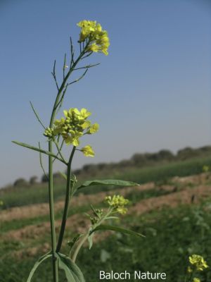 Blooming Mustard
ٹیل کاہ
Teel kah
