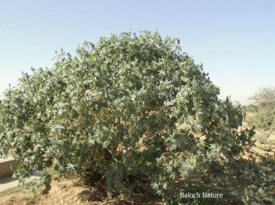 Castor oil plant
مُرپد
Morpad
مرپد یک برزین درچکے - کہ ایشیے تاک ہ بر بزاں دانگاپی دوا کارمرز کن انت - جلاب چہ مرپد ء پیداک بیت - کہ گوانڈوانی لاپ ریچگا کارمرز کن انت - مُرپد دو لبزانی اواری انت بزان مُرگ پد بلے نا اشیے تاک مُرگے پدے ڈولا انت نا کہ دانگ بلے چہ پیم اے نام داتگ یک زبان زانت ء بزانت
