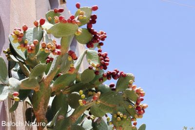 Ripen cactus
کیکٹس
cactus
اے چہ کیکٹس ءَ یک میوہ ات، بلے زردیں ڈولداریں پُل ءِ پر کنت ۔ اے کیکٹس چو تاک ءِ سرا دگہ تاک پرکنان بُرز بیت ۔ اے مرچاں بلوچستان ءَ است انت، بلے چونایا دگہ ملکاں اے جنگلی میوہ ات، بلوچستان ءِ تنیگا مردمان وتی لوگ ءِ دپ ءَ یا وتی باگ ءَ کشتگ انت۔ اشیے دانگ پُہتہ بنت گڈا سُہر بنت ۔ بلے اشیے دانگاں ھُورتیں کنٹگ پر بیت۔ ورگ ءَ چہ ساری اشیے کُنٹگ ساپ کنگی انت۔
