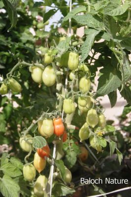 Tomato
چماٹُوک
Chamatok
بلوچستان چماٹوک ء واستہ باز جوانیں جاگہ ات ۔ زمستان بلوچستان ء گرمیں ھند و دمگ باز جوان انت چوش کہ سبی نصیرآباد مکران بیلہ زمستان چہ رند پنجگور خاران جھالوان ۔ گرماگ ء سراوان ء کش وُ گور پہ چماٹوک ء باز جوان انت ۔ 
اے چماٹوک ء تاک ء شاہ سرگڑ کتگ انت چمیشکا باز بر انت ۔ 
