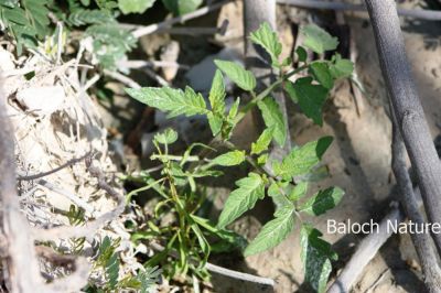 New Tomato shrub
Nokrodin Chamatok
نوکرودیں چماٹُک

بلوچستان ء زمین پہ چماٹوک یا چماٹہ کشاورزیا باز جوانیں زمین ءِ - زرباری بلوچستان زمستان چماٹہ کش انت ءُ گرماگ ء گوریچانی ھند دمگاں کش انت - بزان بلوچستان چندے ملکاں انت کہ سالے دوازدہیں ماہاں دست کپیت

