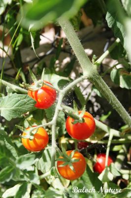 Cherry tomato
گوتی چماٹک
Goti Chamatok
اے کسانیں زات ءِ چماٹک انت کہ گیشتر بلوچستان ءَ ورّود ءِ وڑا جنگل ءَ رودیت، بلوچستان ءَ اشیارا دست وت نہ کش انت،  چونایا اے دگنیائے توک ءَ گرانتریں چماٹک انت ، بلے بلوچ تنیگا اشیے قدر ءُ کیمت ءَ نزانت ۔ 

