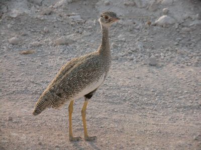 Houbara Bustard
Charz
چرز
چرز یک ٹوہیں بالی مُرگے - چرزے تنی وھدی 32 ذات درگیجگ بوتگ انت - چرز ایشیا او افریکہ ء مرُگ انت - وھدے کہ میانی ایشیا گوریچ کشّگا بنگیج کنت گُڈا اے ٹوھیں مُرگا ترڑگا نیلیت، مجبور بیت او وتی بالاں بندیت دیم پہ گرمیں ھنداں ۰ بلوچستان اکتوبرے ھلاسی او نومبرے بندات ء سر بیت - چرز گیشتر، مدگ، کٹگ، میزوک، کڈوک، چریت، کیپُک، بالواں چینت او وارت - بلوچستان پہ چرزا ایمنیں جاہے نہ انت - مئے درملکی مہمان مئے میاراں شکار کن انت او ما وا وا کنیں
