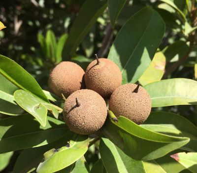 Sapodilla

چیکو
Chicko
چیکو یک نیبگ زانگ بیت۔ بلوچستان ءَ چیکوے باز باگ است ، او چیکو اولی درچک انت کہ سالءَ نوہ ماہان بر دانت ۔ مرچان چیکو بلوچستان ءَ شرّین وڈیء کشارورزی بووگان انت ۔بلوچستان ءِ زری او تیاپی ھندو دماگان چیکو باز شریں وڈی ءَ است ۔
