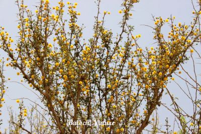 Blooming Acacia
چگرد پُل انت
Chegird Poll ant
چگرد گیشتر بلوچستان ءِ ڈلپادیں ءُ کوہ ءُ اگاراں رودیت ۔ چگرد ے دار ءَ لوگانی کولندر کن انت ءُ پہ سوچگ ءَ ہم کارمرز کن انت ۔ چگرد بلاھیں درچکے نہ انت بلے اینچو کسان  ہم نہ انت ۔ چگرد بہار ءِ درگت ءَ زردیں پُل پر کنت چگردے پُل باز ڈولدار انت بلے دو ہمنچُگ چگردے پُل وش بوہ انت ،  
