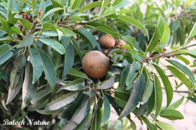 Sapodilla. Manilkara zapota
چیکو
Chicko
چیکو یک نیبگ زانگ بیت۔ بلوچستان ءَ چیکوے باز باگ است ، او چیکو اولی درچک انت کہ سالءَ نوہ ماہان بر دانت ۔ مرچان چیکو بلوچستان ءَ شرّین وڈیء کشارورزی بووگان انت ۔بلوچستان ءِ زری او تیاپی ھندو دماگان چیکو باز شریں وڈی ءَ است ۔


