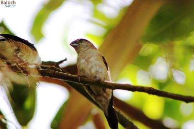 ِIndian Silverbill
چنچرت یا پُمپُورت
چنچرت کسانیں بالی مُرگے کہ رم ء وڈا گندگ بیت - اے گیشتر مچکدگ و جینگلاں گندگ بیت - 
