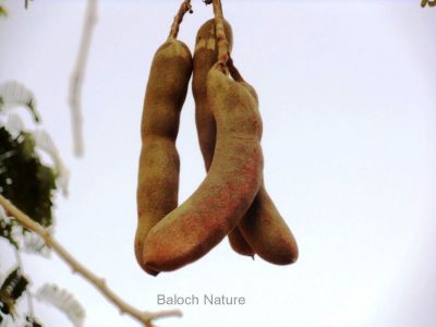 Tamarind (Tamarindus indica)
چیچک
Chichak
چیچک چونایا ھندے درچکے - بلے ایش مسالہ ء پیم ء کارمرز کن انت - عربی اشیا تمُر ھند گوشنت - انگریزی ہم تمرند انت بزاں عربی نام زرتگ - چیچک ء درچک باز مزن بیت او کوسرک پرکنت ایشاں ھُشک کن انت او من انت - چیچک باز تُروپش انت ناروشتانی تام ء واستہ کارمرز بیت - بلوچستان چیچکے درچکا یک شومیں درچکے زان انت کہ درچک بر بوّگا ساری وتی واھُندا کُش ات، چمیشکا بلوچستان ء چیچک نہ کش انت 
بلے بلوچستان ءِ تیاب دپاں چیچک ہر کس وتی لوگے دپاں کش انت ۔ او ھدّا چہ گیش بر بزاں پسل دیئنت ۔ اگاں بلوچستان ءَ تپاب دپاں چیچک ءِ کشت ءُ کشار بکن انت آ بلوچستان ءِ زلورتان پیلہ کُت کناں

