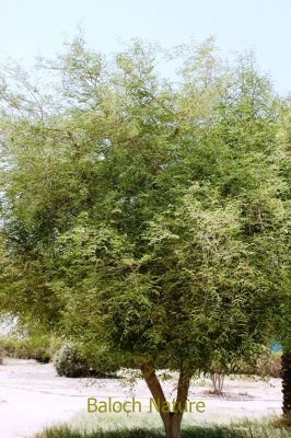 Tamarind (Tamarindus indica)
Chichakk
چیچک
چیچک چونایا ھندے درچکے - بلے ایش مسالہ ء پیم ء کارمرز کن انت - عربی اشیا تمُر ھند گوشنت - انگریزی ہم تمرند انت بزاں عربی نام زرتگ - چیچک ء درچک باز مزن بیت او کوسرک پرکنت ایشاں ھُشک کن انت او من انت - چیچک باز تُروپش انت ناروشتانی تام ء واستہ کارمرز بیت - بلوچستان چیچکے درچکا یک شومیں درچکے زان انت کہ درچک بر بوّگا ساری وتی واھُندا کُش ات، چمیشکا بلوچستان ء چیچک نہ کش انت -۔

