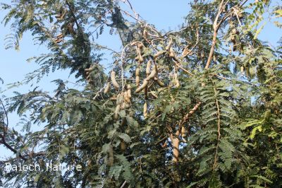 Tamarind
Chichchak
چیچک

چیچک چونایا ھندے درچکے - بلے ایش مسالہ ء پیم ء کارمرز کن انت - عربی اشیا تمُر ھند گوشنت - انگریزی ہم تمرند انت بزاں عربی نام زرتگ - چیچک ء درچک باز مزن بیت او کوسرک پرکنت ایشاں ھُشک کن انت او من انت - چیچک باز تُروپش انت ناروشتانی تام ء واستہ کارمرز بیت - بلوچستان چیچکے درچکا یک شومیں درچکے زان انت کہ درچک بر بوّگا ساری وتی واھُندا کُش ات، چمیشکا بلوچستان ء چیچک نہ کش انت -۔
بلے بلوچستان ءِ تیاب دپاں چیچک ہر کس وتی لوگے دپاں کش انت ۔ او ھدّا چہ گیش بر بزاں پسل دیئنت ۔ اگاں بلوچستان ءَ تپاب دپاں چیچک ءِ کشت ءُ کشار بکن انت آ بلوچستان ءِ زلورتان پیلہ کُت کناں
