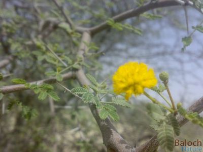 Flower of Arabic Gum Tree
Chigird e poll
چگردے پُل
اے کساین گرد گردیں پُل ء بیت - اشیے بوہ چو آتارا تالان بیت

