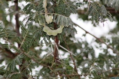 Acacia nilotica
Chish 
چش 
چش یک ٹوہیں درچک ء کہ بلوچستان ء جنگل ، پٹ و میداناں رودیت - ذردیں پُل ء پر کنت ، سپیت چکیں سمّڑ پر کنت -  چش دراجیں شپکیں کُنٹگ پر کنت - چش ہما درچک انت کہ اشیے ہچ دور نہ دیینت - تاکاں پس و اُشتر ورنت ، کُچل ء گواز جوڑ کن انت، ٹوہیں داراں لوگانی چُکّو و منگ کارمرز کن انت - کسانیں داراں چُل ء کارمرز کن انت
