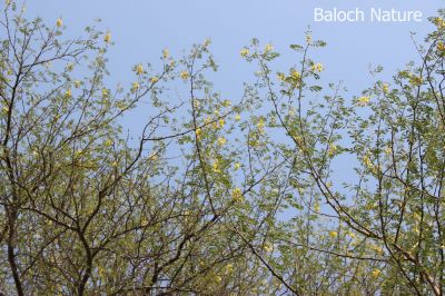 Acacia nilotica
Chish e Poll
چش پُل انت

چش یک ٹوہیں درچک ء کہ بلوچستان ء جنگل ، پٹ و میداناں رودیت - ذردیں پُل ء پر کنت ، سپیت چکیں سمّڑ پر کنت -  چش دراجیں شپکیں کُنٹگ پر کنت - چش ہما درچک انت کہ اشیے ہچ دور نہ دیینت - تاکاں پس و اُشتر ورنت ، کُچل ء گواز جوڑ کن انت، ٹوہیں داراں لوگانی چُکّو و منگ کارمرز کن انت - کسانیں داراں چُل ء کارمرز کن انت 
