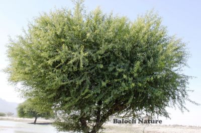 Acacia nilotica
Chish
چش
چش بلوچستان بُرز تریں درچکاں چہ یکے ۔ چش ءِ باز شرّی ءُ سپت است انت ۔ مسال چش کاہ انت ، چش پُل ات۔ چش گواز انت ، چش سوجگی دار انت ، چش ساھیگ انت چش یکدار او دگہ باز۔ چش ءِ دار ءَ گڈانت  یکدار ہم جوڈ کن اتن 

