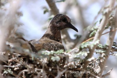 Laughing Dove Chick
Shatol e Chonki
شاتُل ء چُنکی
شاتل ء چُنکی کسانیں کُدوا وتا جاگہ دنت - ہیک ء درآہگا دو ہپتگا رند بال کنت شاتل ء چنکی انی اے اکسے توک ء شاتُلے چُنکی ٹُکّرتگ - بلے تنیگا بالی نہ انت کہ بال بکنت -۔

